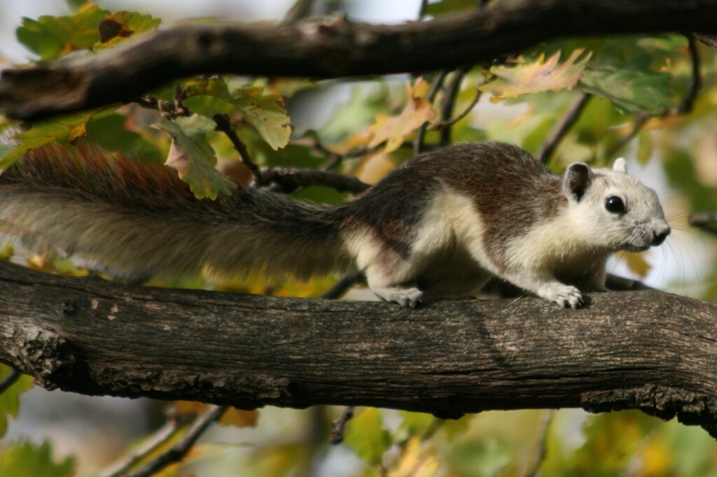 Callosciurus Maratea GG.jpg