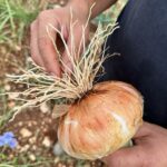 La cipolla bianca di Castrovillari diventa presidio slow food.